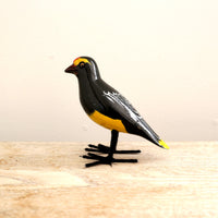 bird Sサイズ(5505) セグロムクドリモドキ