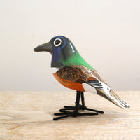 bird Sサイズ(5525) ツキノワテリムクドリ