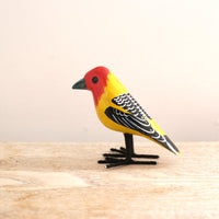 bird Sサイズ(5533) ホオアカオナガゴシキドリ
