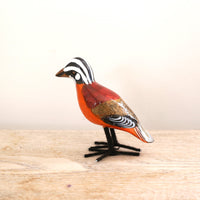 bird Sサイズ(5571) マミジロツグミヒタキ3
