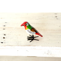 bird Sサイズ(5021) ズアカゴシキドリ