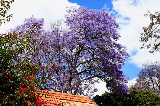 オンプリュの商品が届くまで