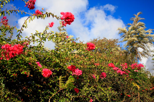ケニアの仲間たち