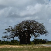 バオバブの木　L